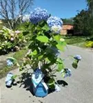 Gartenhortensie 'Endless Summer' - Hydrangea macr.'Endless Summer' blau
