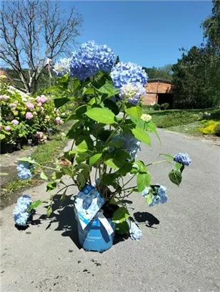 Gartenhortensie 'Endless Summer' - Hydrangea macr.'Endless Summer' blau
