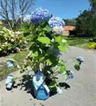 Gartenhortensie 'Endless Summer' - Hydrangea macr.'Endless Summer' blau