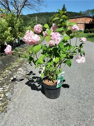 Bauernhortensie 'Bouquet Rose' - Hydrangea macrophylla 'Bouquet Rose'
