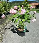 Bauernhortensie 'Bouquet Rose' - Hydrangea macrophylla 'Bouquet Rose'