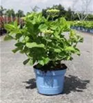 Gartenhortensie Endless Summer 'The Bridge' - Hydrangea macrophylla Endless Summer 'The Bride'