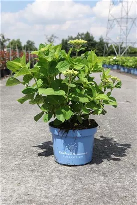 Gartenhortensie Endless Summer 'The Bridge' - Hydrangea macrophylla Endless Summer 'The Bride'