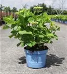 Gartenhortensie Endless Summer 'The Bridge' - Hydrangea macrophylla Endless Summer 'The Bride'