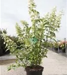 Rispenhortensie 'Kyushu' - Hydrangea paniculata 'Kyushu' Rispenhortensie 'Kyushu' - Hydrangea paniculata 'Kyushu'