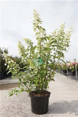 Rispenhortensie 'Kyushu' - Hydrangea paniculata 'Kyushu' Rispenhortensie 'Kyushu' - Hydrangea paniculata 'Kyushu'