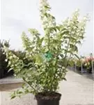 Rispenhortensie 'Kyushu' - Hydrangea paniculata 'Kyushu'