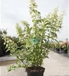 Rispenhortensie 'Kyushu' - Hydrangea paniculata 'Kyushu'