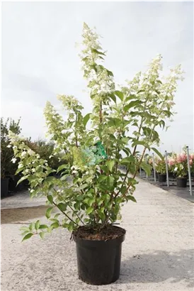 Rispenhortensie 'Kyushu' - Hydrangea paniculata 'Kyushu'