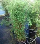 Gartenbambus 'Jiuzhaigou 1' - Fargesia 'Jiuzhaigou 1'