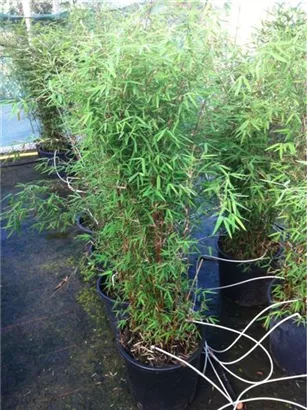 Gartenbambus 'Jiuzhaigou 1' - Fargesia 'Jiuzhaigou 1'
