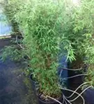 Gartenbambus 'Jiuzhaigou 1' - Fargesia 'Jiuzhaigou 1'