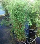 Gartenbambus 'Jiuzhaigou 1' - Fargesia 'Jiuzhaigou 1'