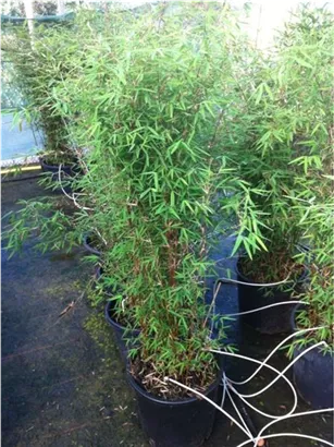 Gartenbambus 'Jiuzhaigou 1' - Fargesia 'Jiuzhaigou 1'