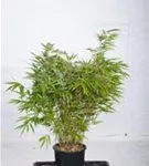 Schirmbambus - Fargesia rufa Schirmbambus - Fargesia rufa