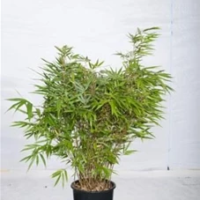 Fargesia rufa, C 15 80- 100 Fargesia rufa, C 15 80- 100