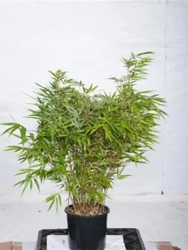 Schirmbambus - Fargesia rufa Schirmbambus - Fargesia rufa