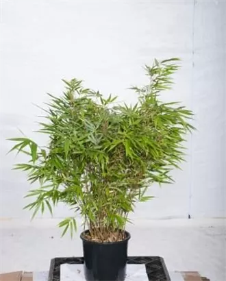 Schirmbambus - Fargesia rufa