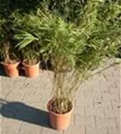 Schirmbambus - Fargesia rufa