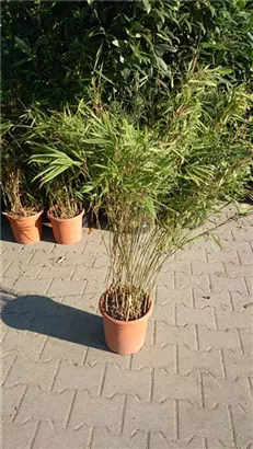 Schirmbambus - Fargesia rufa