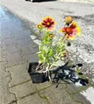 Großblumige Garten-Kokardenblume - Gaillardia x grandiflora 'Kobold'