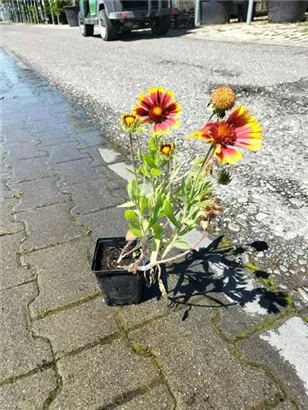 Großblumige Garten-Kokardenblume - Gaillardia x grandiflora 'Kobold'