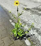 Großblumige Garten-Kokardenblume - Gaillardia x grandiflora 'Kobold'