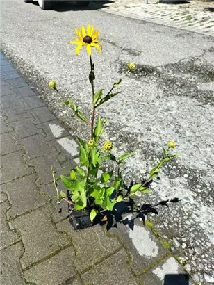 Großblumige Garten-Kokardenblume - Gaillardia x grandiflora 'Kobold'