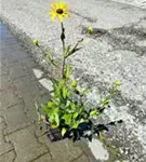 Großblumige Garten-Kokardenblume - Gaillardia x grandiflora 'Kobold'