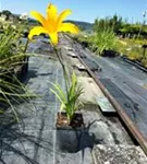 Garten-Taglilie - Hemerocallis x cult.'Corky' Garten-Taglilie - Hemerocallis x cult.'Corky'