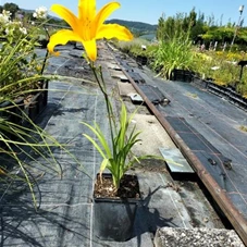 Hemerocallis x cult.'Corky', P 1  Hemerocallis x cult.'Corky', P 1