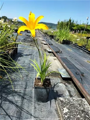 Garten-Taglilie - Hemerocallis x cult.'Corky' Garten-Taglilie - Hemerocallis x cult.'Corky'