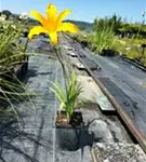Garten-Taglilie - Hemerocallis x cult.'Corky'