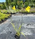 Garten-Taglilie - Hemerocallis x cult.'Corky' Garten-Taglilie - Hemerocallis x cult.'Corky'