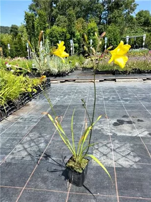 Garten-Taglilie - Hemerocallis x cult.'Corky' Garten-Taglilie - Hemerocallis x cult.'Corky'