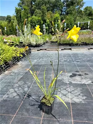 Garten-Taglilie - Hemerocallis x cult.'Corky'