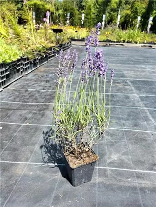Garten-Lavendel - Lavandula angustifolia 'Hidcote Blue' gen.