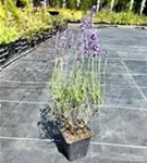 Garten-Lavendel - Lavandula angustifolia 'Hidcote Blue' gen. Garten-Lavendel - Lavandula angustifolia 'Hidcote Blue' gen.