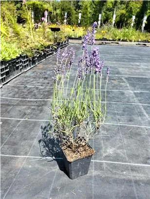 Garten-Lavendel - Lavandula angustifolia 'Hidcote Blue' gen.