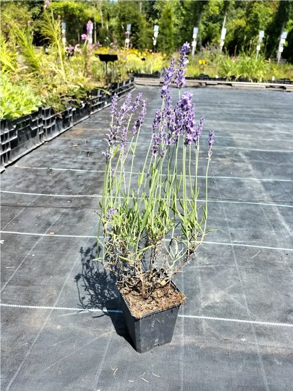 Garten-Lavendel - Lavandula angustifolia 'Hidcote Blue' gen.