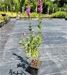 Garten-Blut-Weiderich - Lythrum salicaria 'Robert'