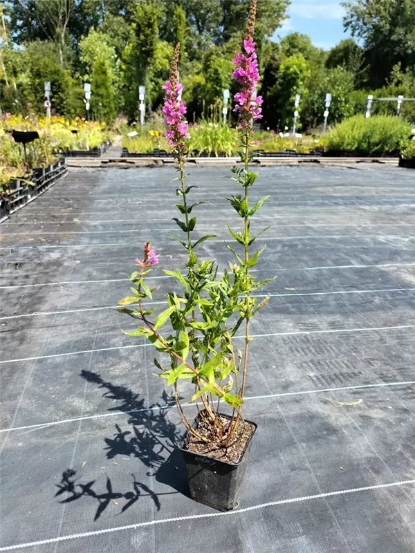 Garten-Blut-Weiderich - Lythrum salicaria 'Robert'