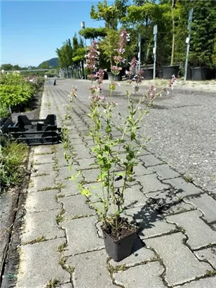 Großblütige Garten-Katzenminze - Nepeta grandiflora 'Dawn to Dusk'