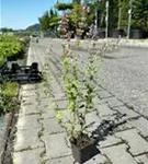 Großblütige Garten-Katzenminze - Nepeta grandiflora 'Dawn to Dusk'