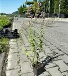 Großblütige Garten-Katzenminze - Nepeta grandiflora 'Dawn to Dusk'