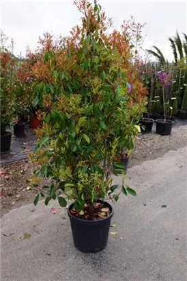 Glanzmispel 'Red Robin' - Photinia fraseri 'Red Robin' - Formgehölze Glanzmispel 'Red Robin' - Photinia fraseri 'Red Robin' - Formgehölze