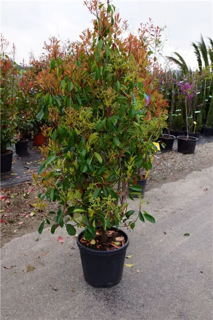 Photinia fraseri 'Red Robin' - Mediterranes, Glanzmispel 'Red Robin' -  Semper Verde Pflanzenzentrum Ullmer GbR