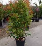 Glanzmispel 'Red Robin' - Photinia fraseri 'Red Robin' - Heckenpflanzen