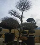 Hainbuche,Weißbuche - Carpinus betulus - Bonsai