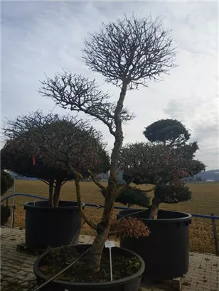 Hainbuche,Weißbuche - Carpinus betulus - Bonsai